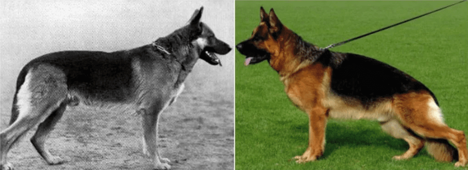 photo d'un chien