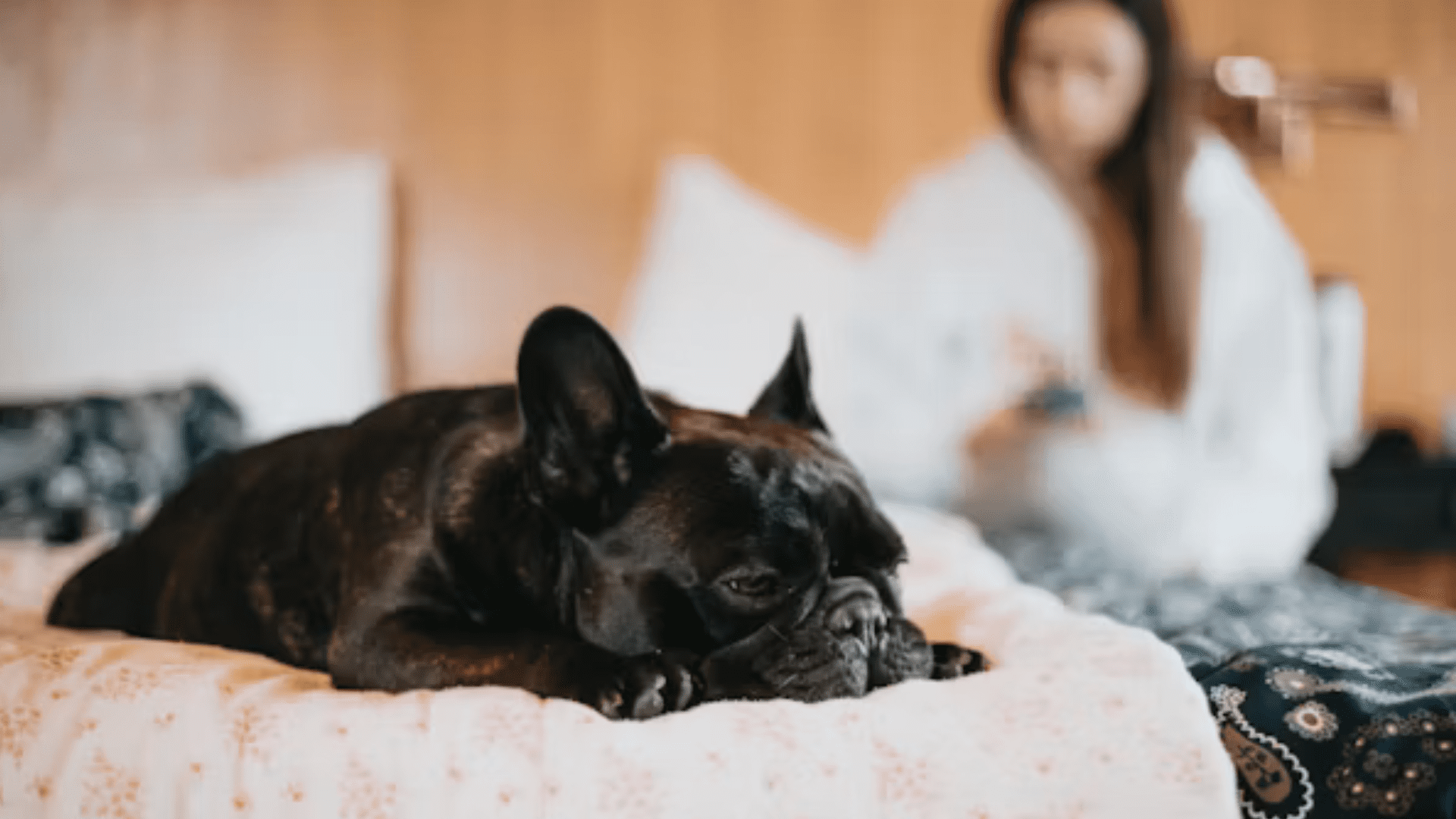photo d'un chien